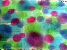 岡本