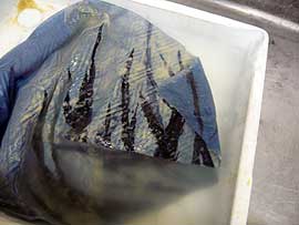 石井