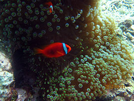 イソギンチャク