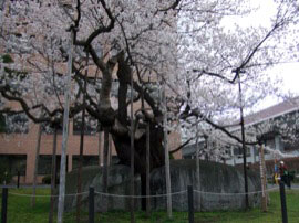 天然記念物の石割サクラが満開